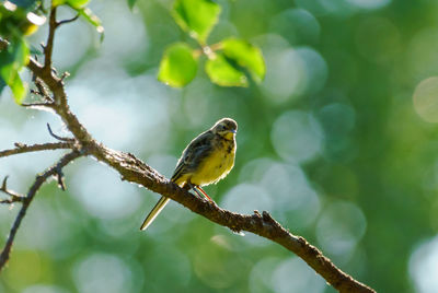 Close-up of bird perching on branch