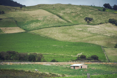 Cows grazing in field