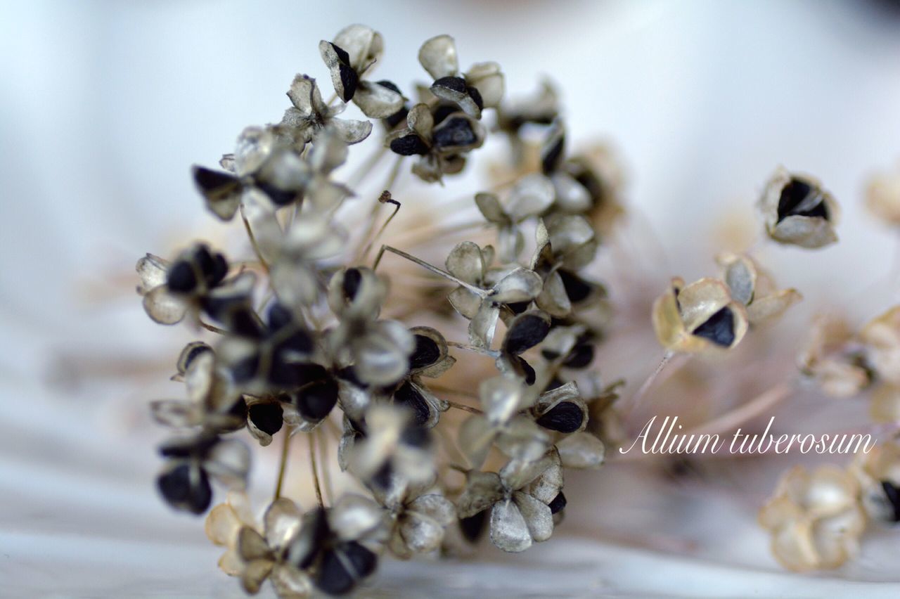 indoors, flower, close-up, freshness, selective focus, focus on foreground, fragility, food and drink, no people, nature, still life, seed, food, petal, white color, abundance, beauty in nature, table, day, flower head