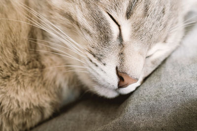 Close-up of cat sleeping