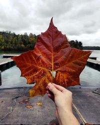 Midsection of person holding maple leaf during autumn