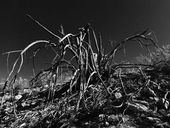 Plants at night