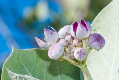 Close-up of pink flowering plant