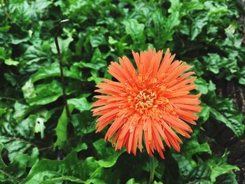 Close-up of orange flower blooming outdoors