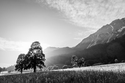 Trees on field against sky