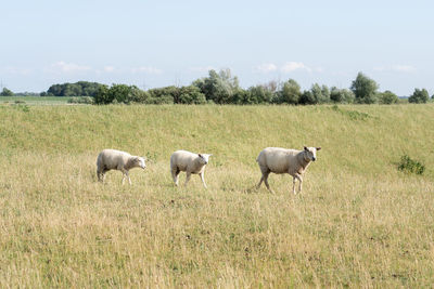 Sheeps going in line