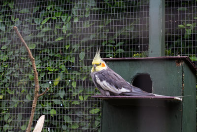 Close-up of bird perching in cage