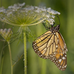 Close-up of butterfly on flower