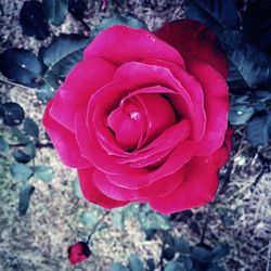 Close-up of red rose