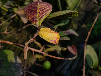 A small yellow guava plant leaf close-up macro shot in the india.