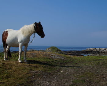 Horses in the sea against clear sky