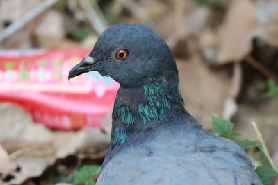 Close-up of bird