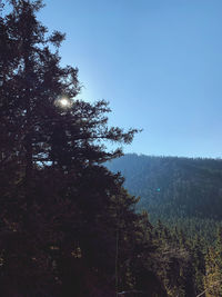 Trees in forest against clear sky