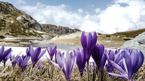 Purple crocus flowers growing on land