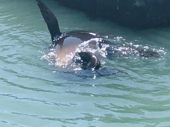 View of turtle swimming in sea