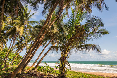 Palm tree by sea against sky