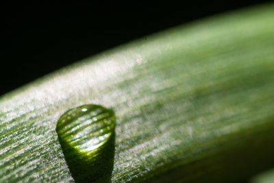 Close-up of raindrops on green leaves