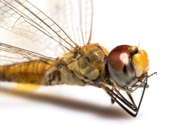 Close-up of fly on white background