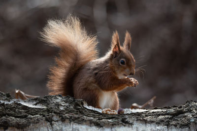 Close-up of squirrel on wood