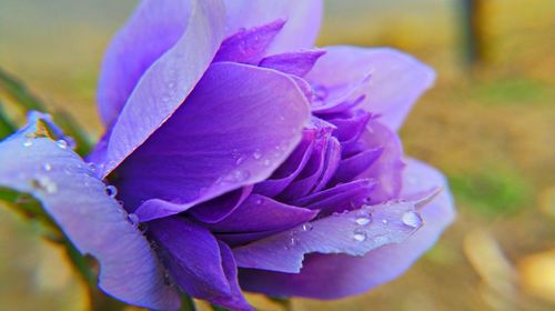 Close-up of purple flowers blooming