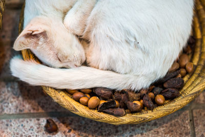 Close-up of cat sleeping