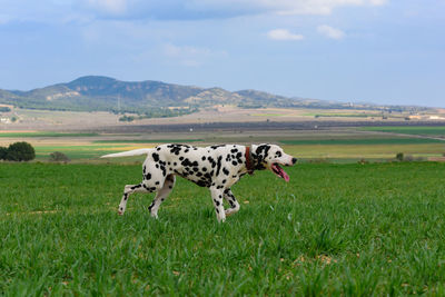 View of a dog on landscape