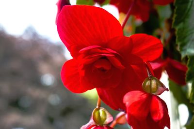 Close-up of red flowers blooming outdoors