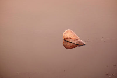 High angle view of leaf on land