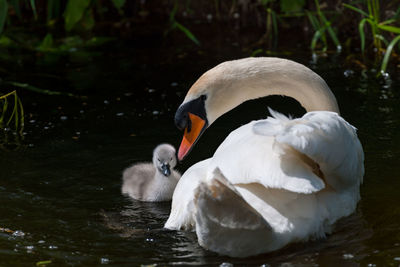 Swan floating on lake