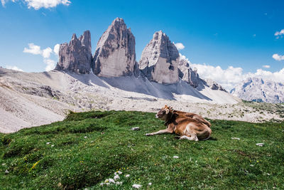 View of a cow on field against the faous tre cime di lavaredo