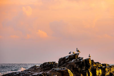 Birds on rock against sky during sunset