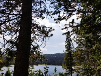 Scenic view of lake in forest against sky