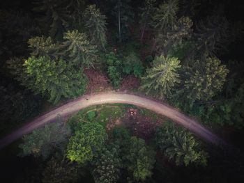 High angle view of trees in forest