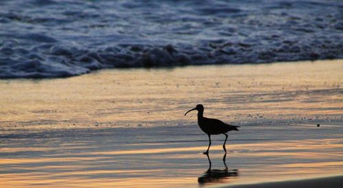 Silhouette bird on beach