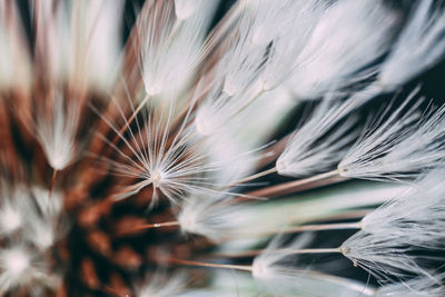 Close-up of dandelion