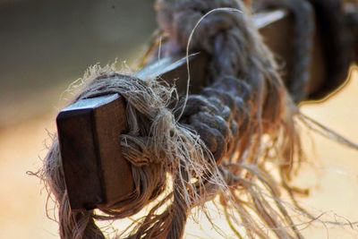 Close-up of horse tied outdoors