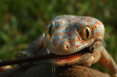 Close-up of a lizard