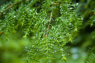 Close-up of raindrops on pine tree