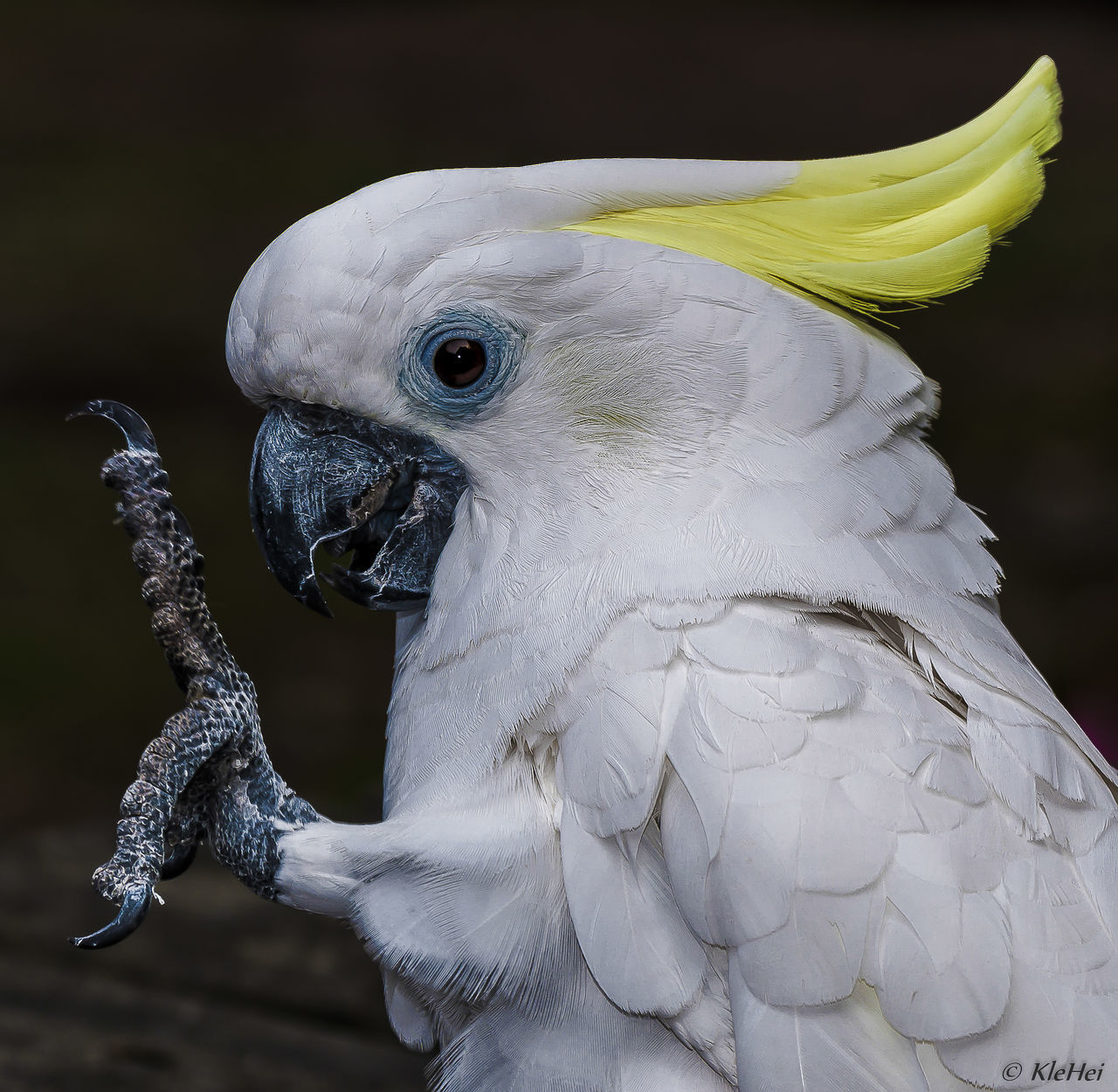 CLOSE-UP OF A BIRD