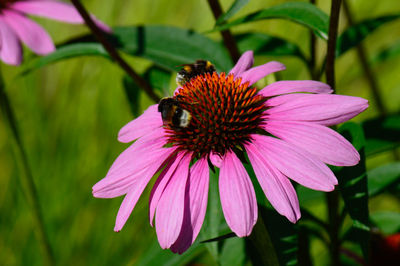 Butterfly on purple coneflower blooming outdoors