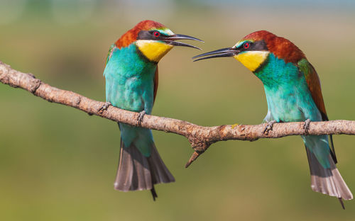 Close-up of birds perching on branch