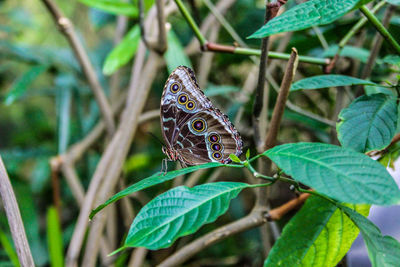 Butterfly on plant