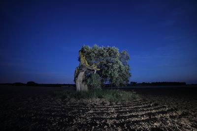 Trees on field against clear sky at night