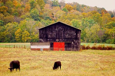 Sheep in barn