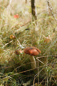 Close-up of mushroom growing on field