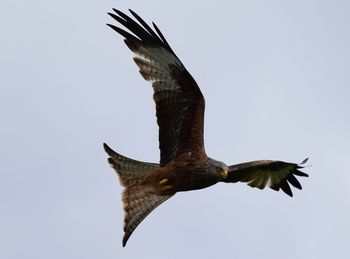 Low angle view of eagle flying against clear sky