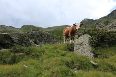 Horse standing in a field