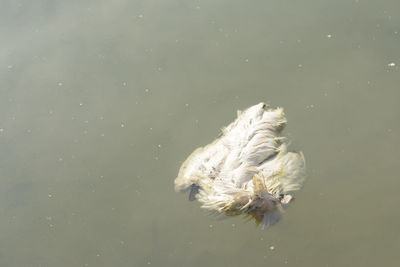 Corpse of dead white hen inside pool water, it cause environmental pollution and infection growth