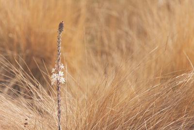 Close-up of plant against blurred background