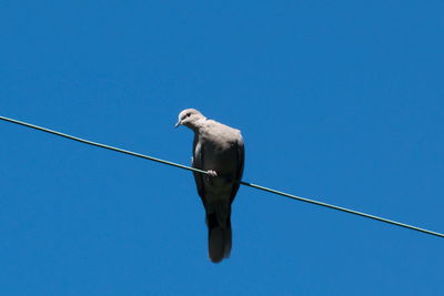 Low angle view of bird against clear blue sky
